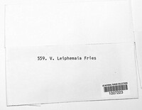 Dendrostoma leiphaemia image